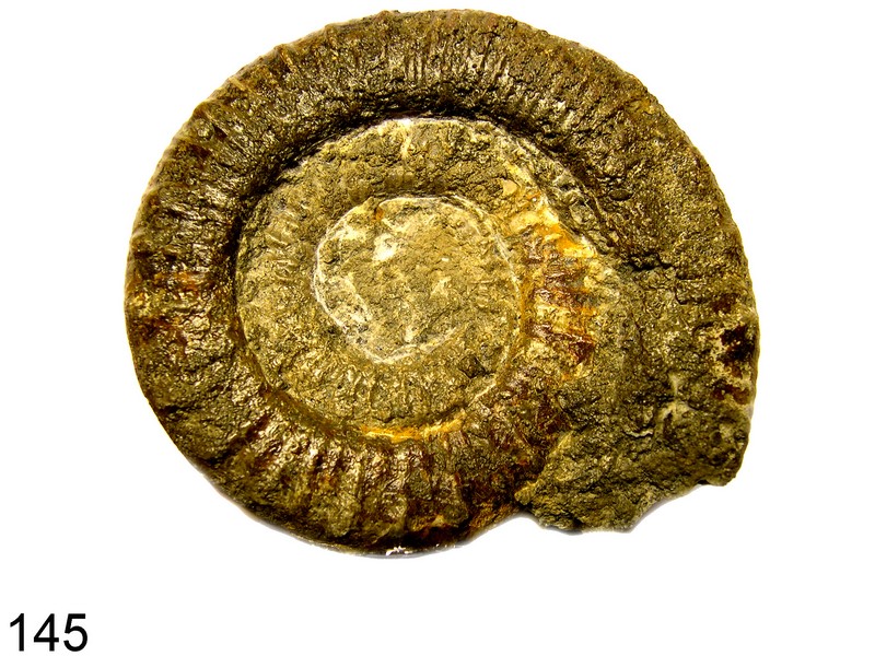 Peronoceras